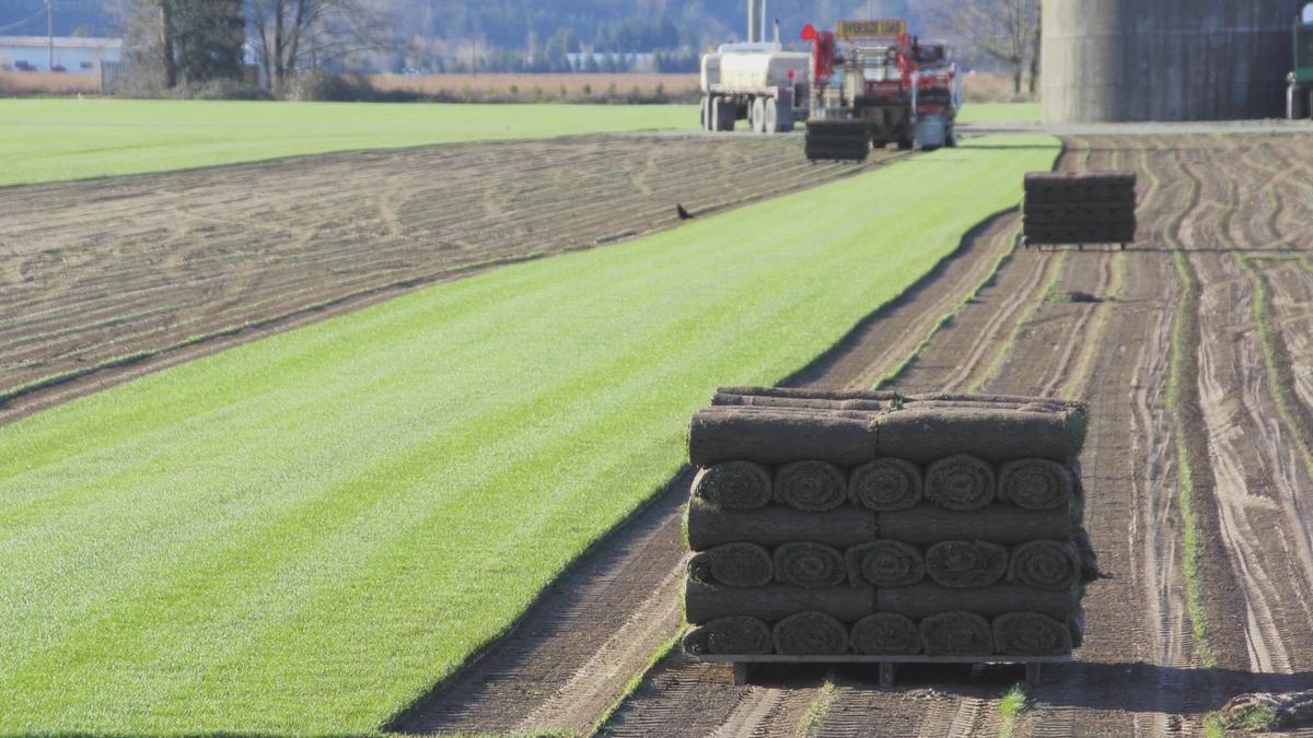 Turf Grass Sod Delivery Near me Baton Rouge Sod