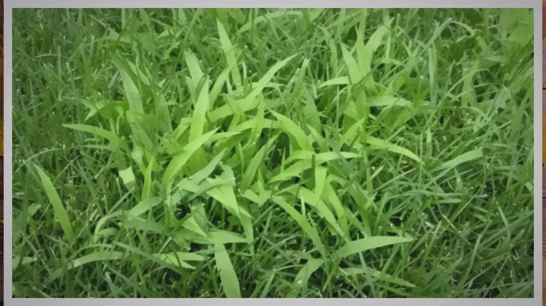 'Video thumbnail for THE BEST Crabgrass Killer Products (Updated July 2022 ) Top Post Emergent Crabgrass Herbicides Lawn Phix'