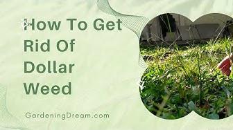 'Video thumbnail for How To Get Rid Of Dollar Weed'