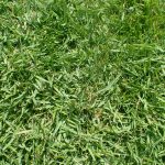 seville st. augustine grass