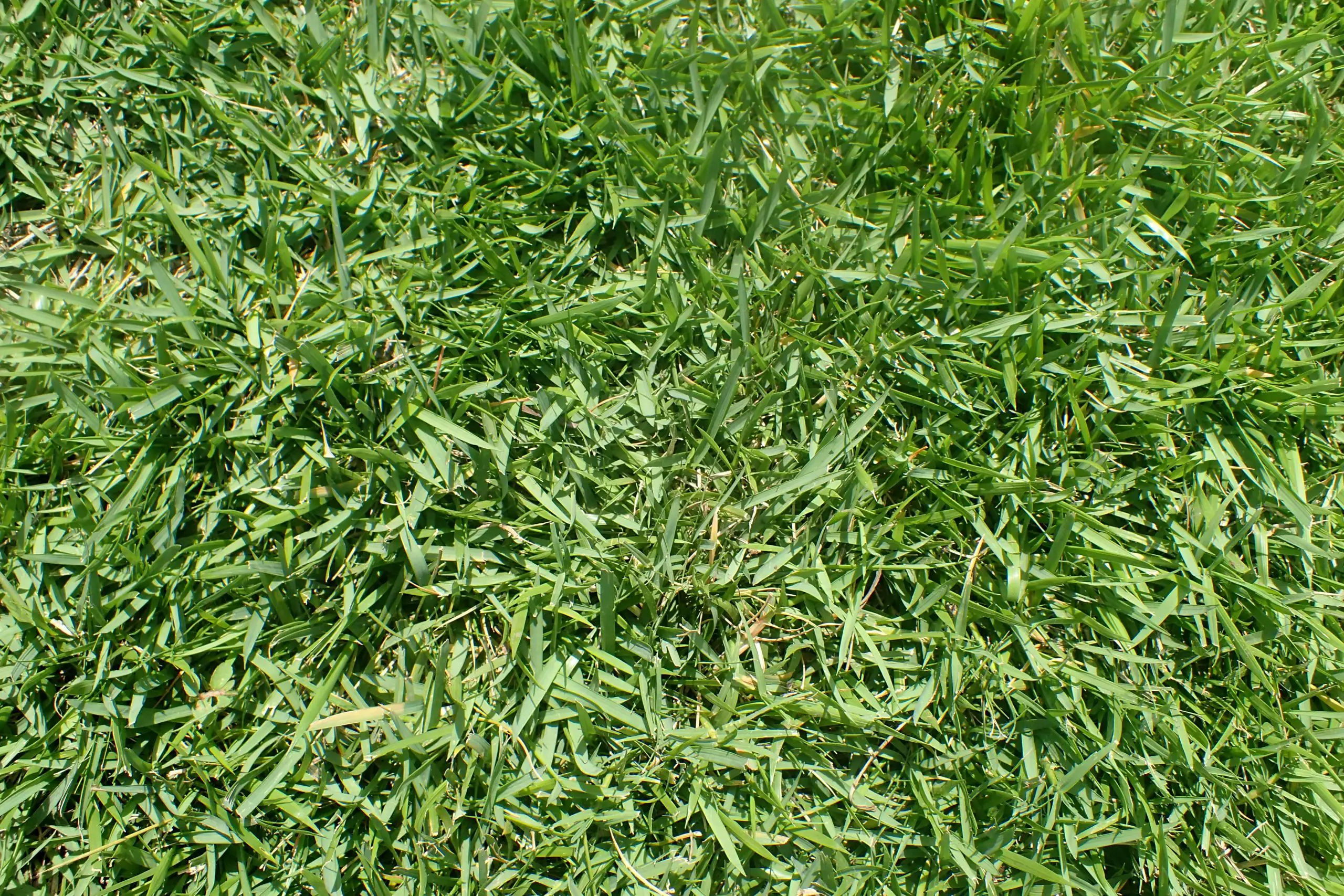 seville st. augustine grass