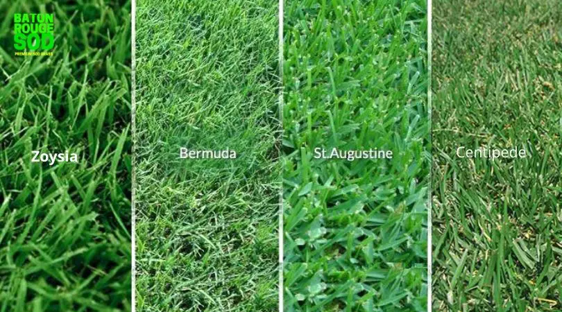 best types of grass for south louisiana