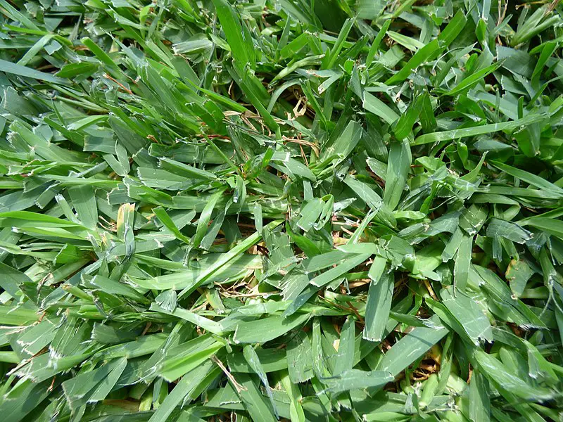 st. augustine grass 