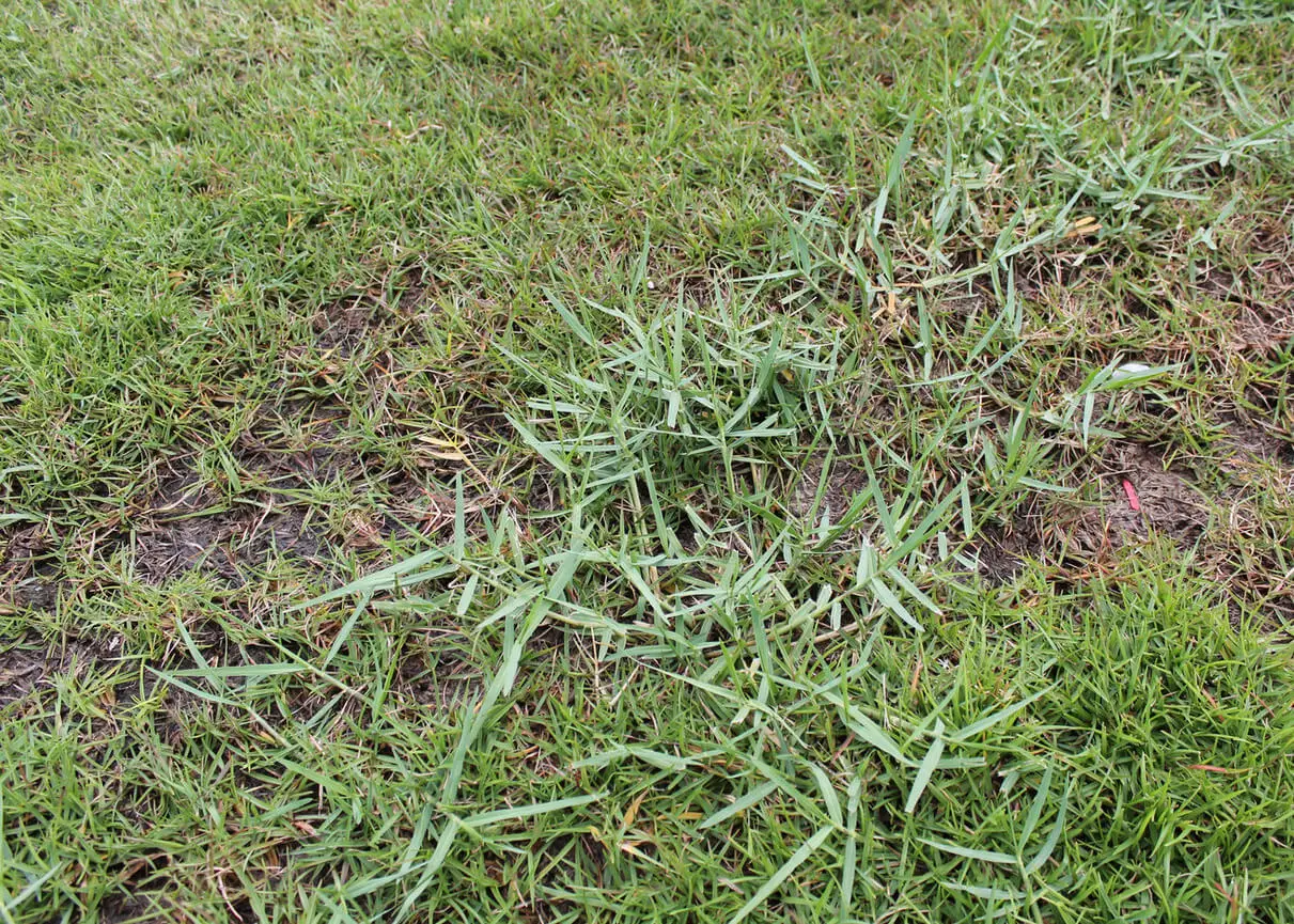 Mystery Grass / Weed in Bermuda? | Lawn Care Forum