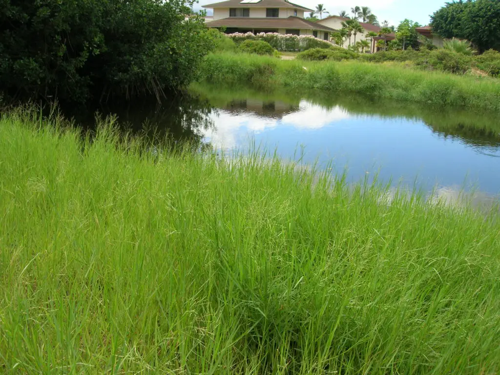 torpedo grass growing around pond water - how to get rid of torpedo grass