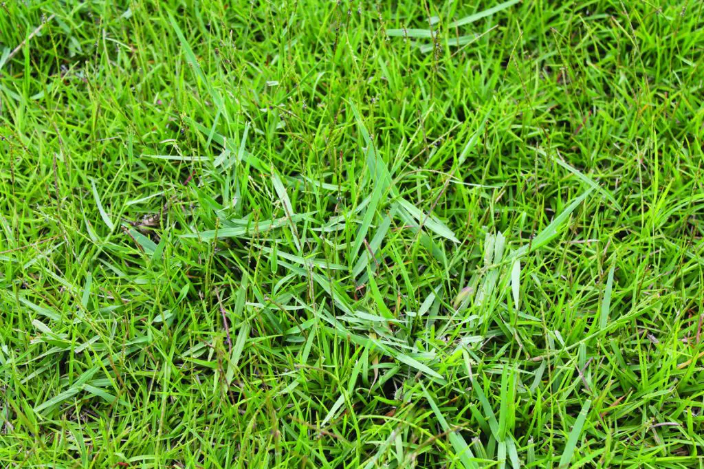 torpedo grass growing in centipede grass. How to get rid of torpedograss