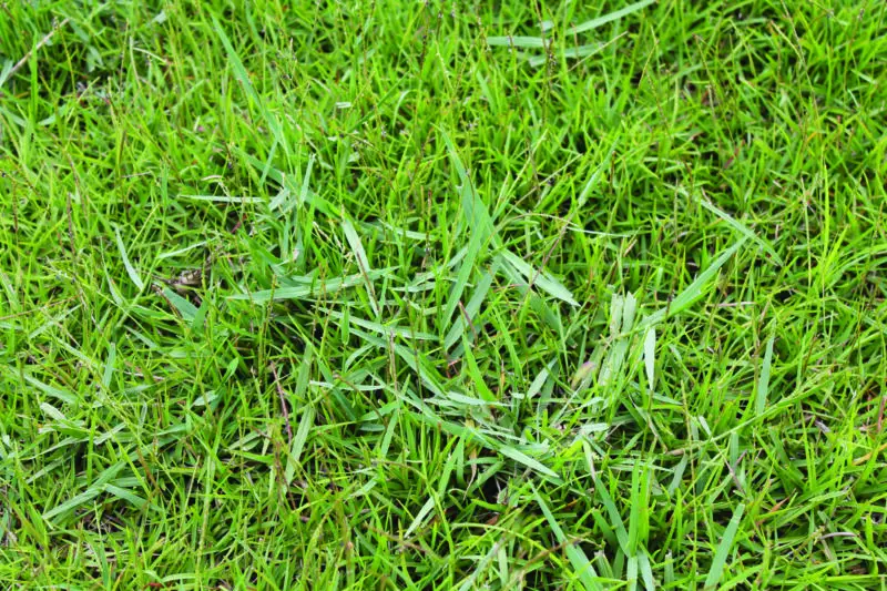 How To Get Rid Of Torpedo Grass