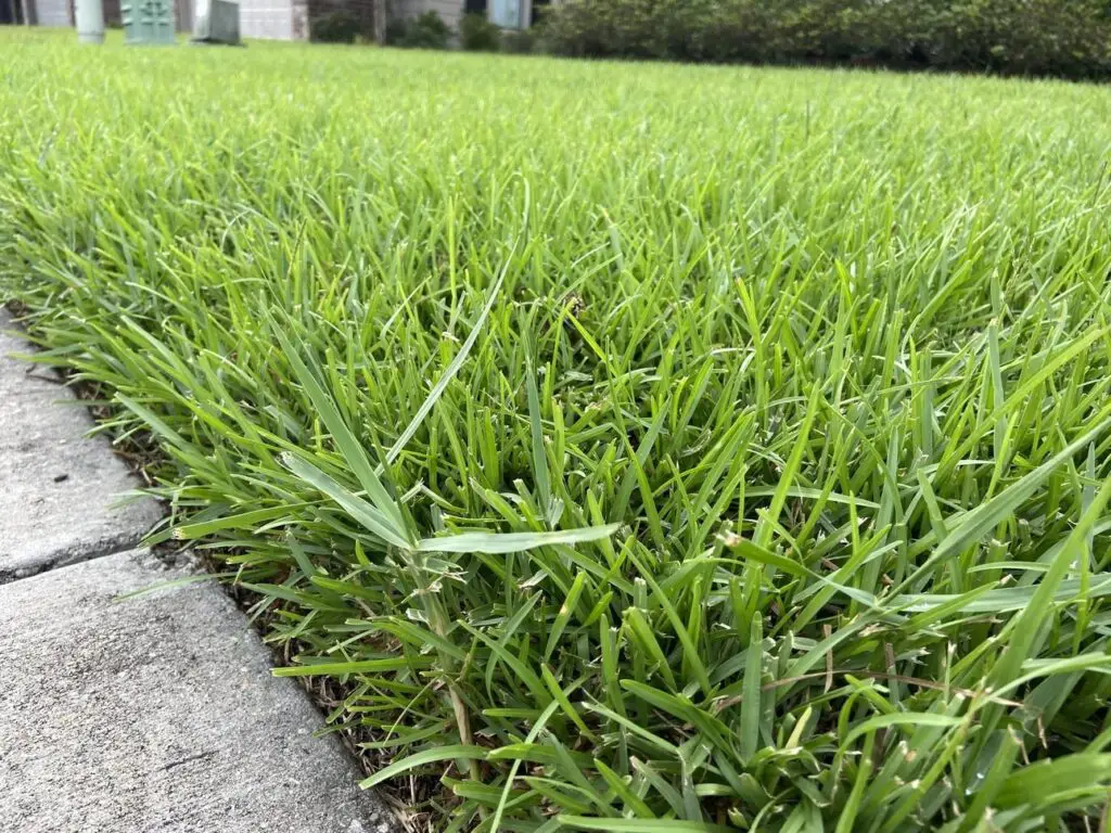 torpedo grass vs centipede grass vs st augustine grass in lawn