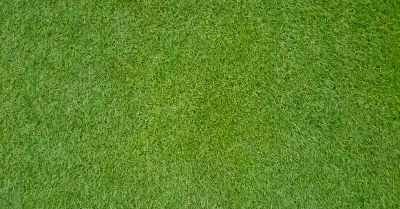 Bermuda grass sod in Louisiana
