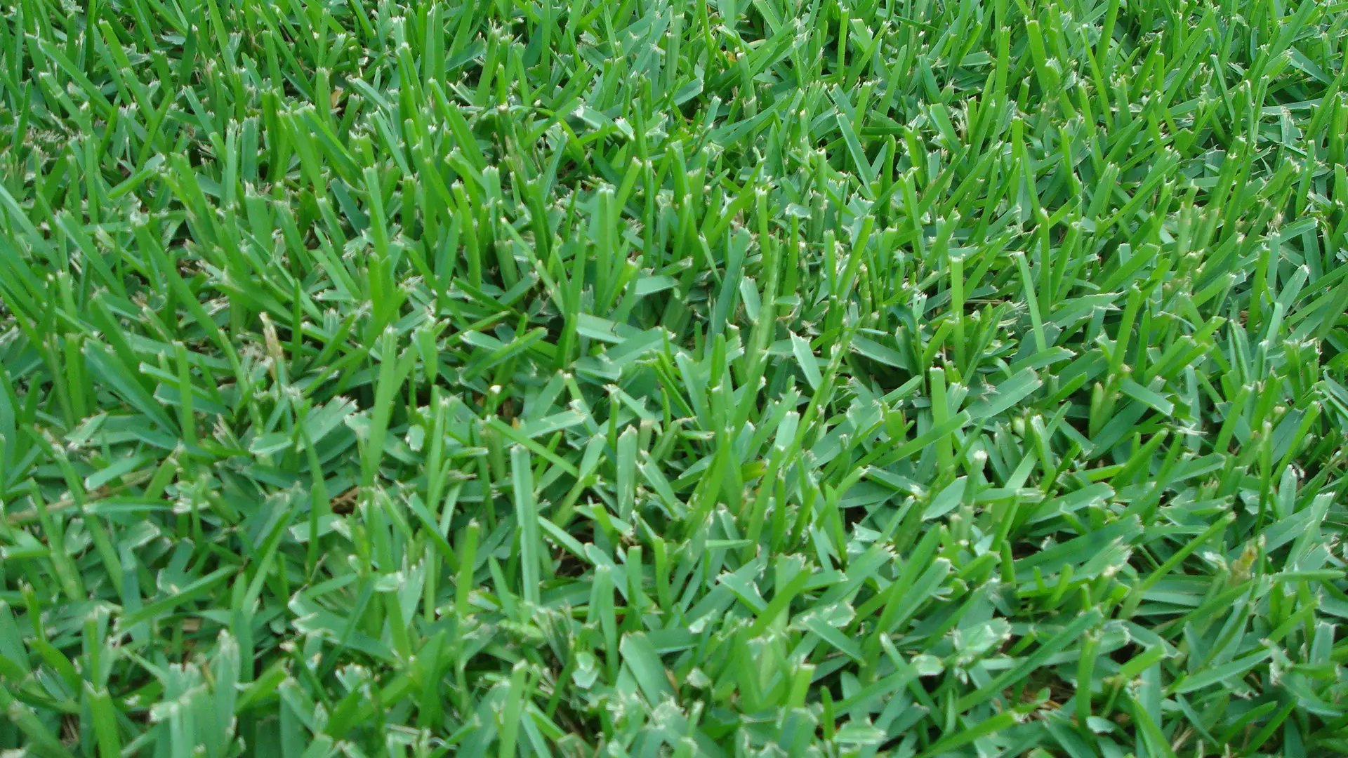 St. Augustine Grass Sod in Baton Rouge, Denham Springs, Priairieville, Gonzales, Zachary, Louisiana