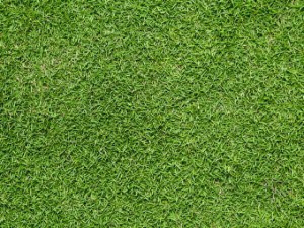 Bermuda Sod - Buy Bermuda Grass Sod