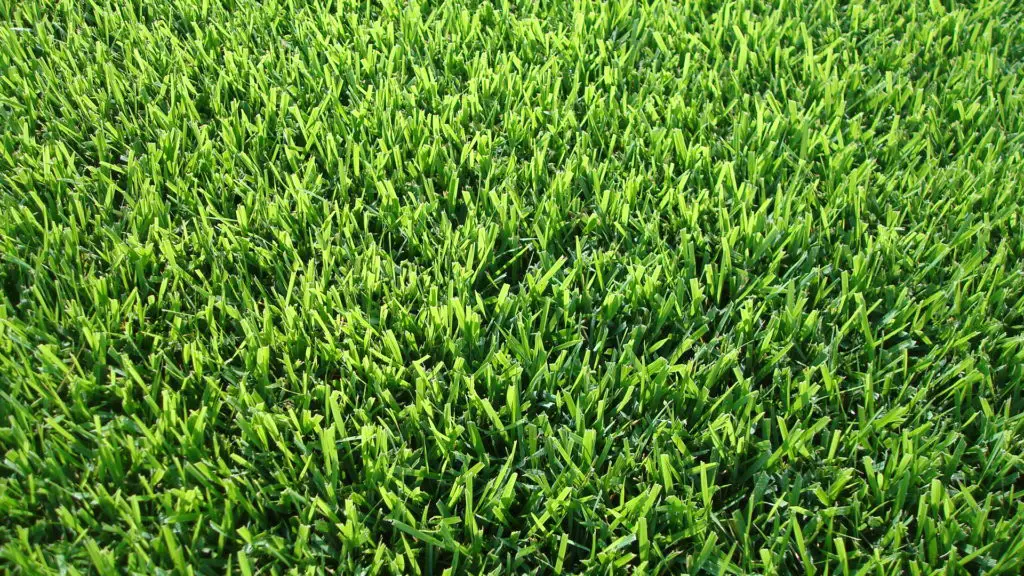 Zoysia Grass Sod Louisiana