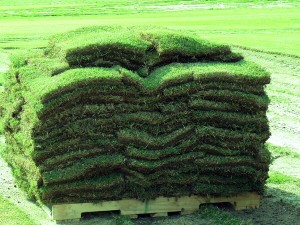 pallet of sod grass. bulk sod grass for sale by the pallet