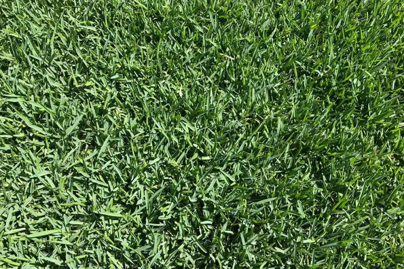 floratam St. Augustine grass sod