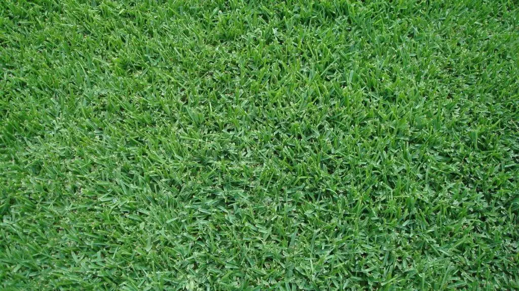 palmetto st. augustine grass sod - Classic St. Augustine grass, Seville, and Floratam, Citra Blue st. Augustine Grass