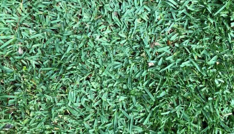 CitraBlue St. Augustine grass sod in Louisiana