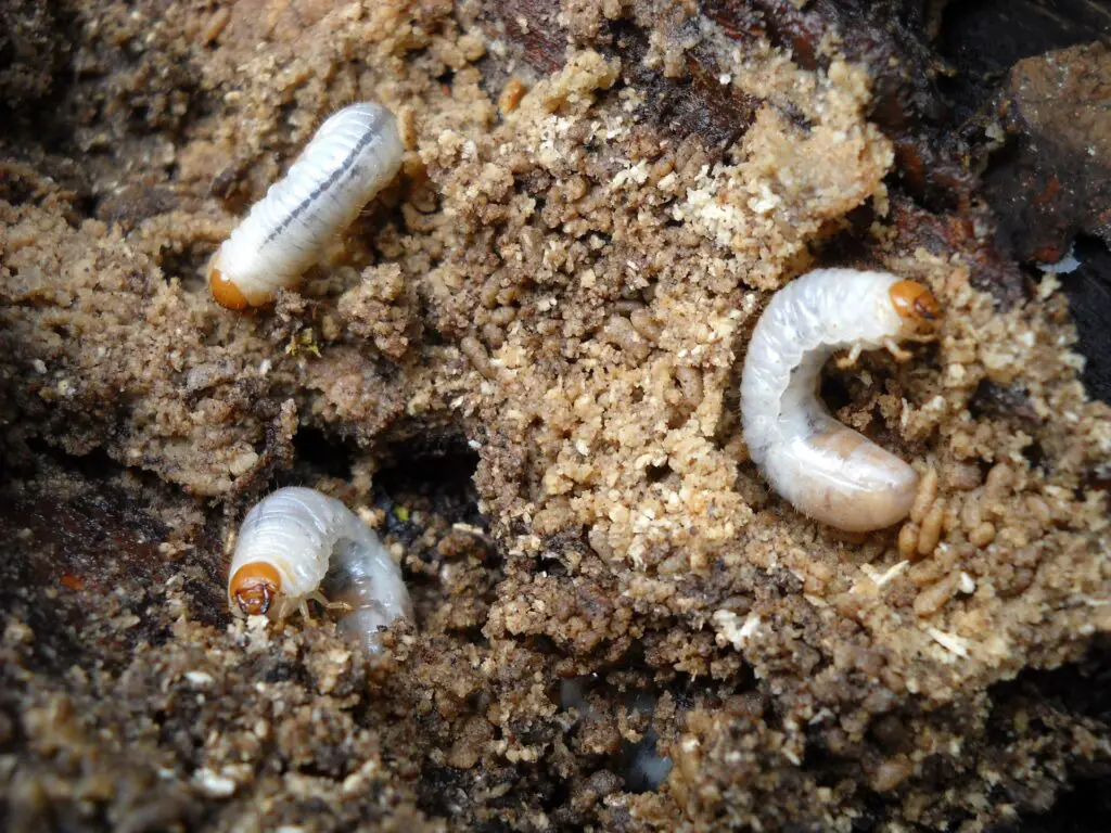 grubs in the ground feeding on grass roots