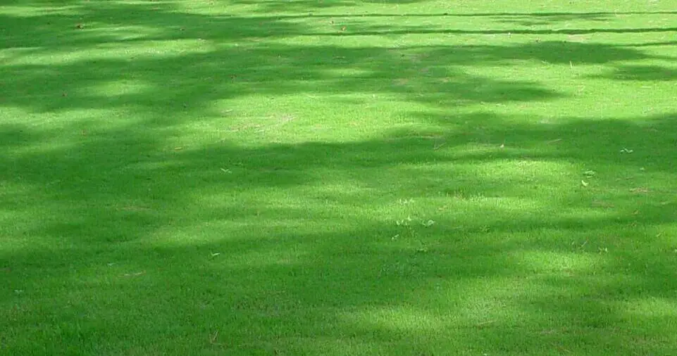 tif tuf bermuda grass beneath trees in the shade