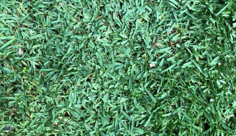 Citrablue St. Augustine Grass Sod