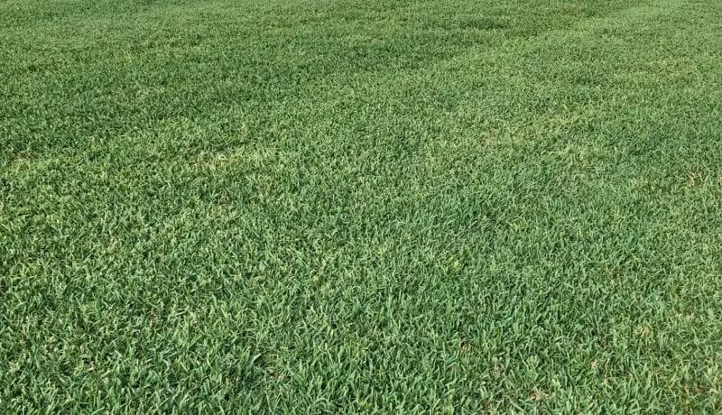 CitraBlue St. Augustine grass sod in Louisiana
