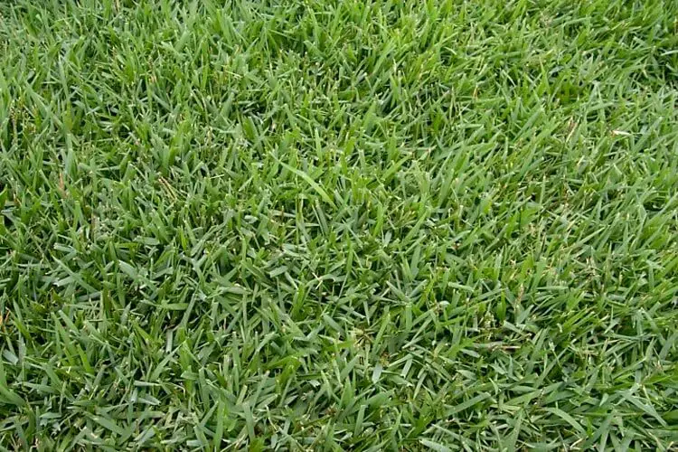 Empire zoysia grass sod