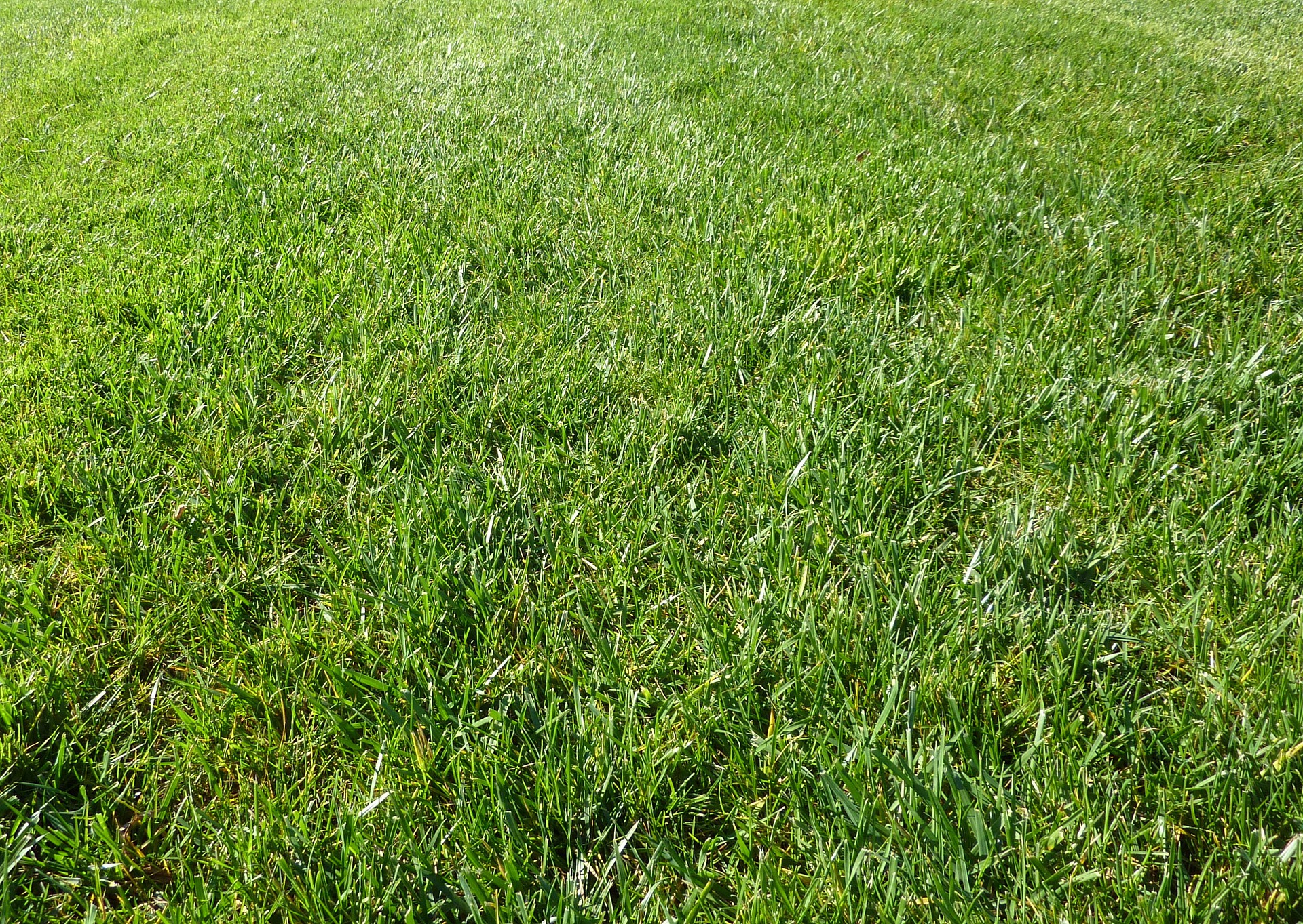 How To Make Grass Green Fast | Baton Rouge Sod