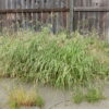 dallisgrass weed control how to get rid of dallisgrass