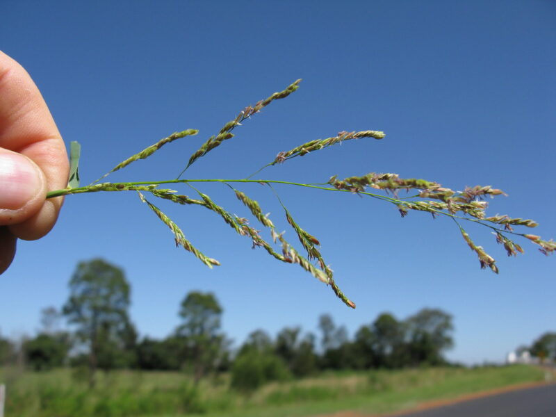 Dallisgrass Weed Control How To Get Rid Of Dallisgrass   Dallisgrass Weed Control How To Get Rid Of Dallisgrass 2 800x600 