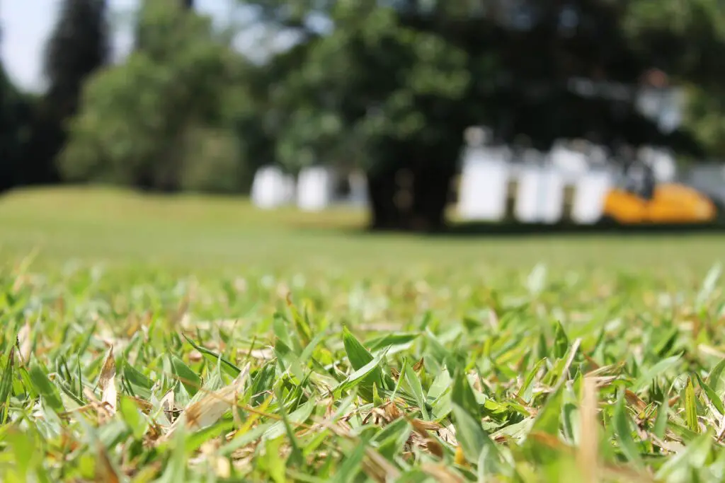 how to make grass green fast in summer