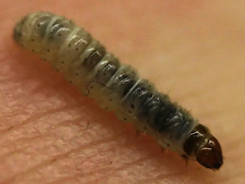 sod webworm larvae caterpillar worm
