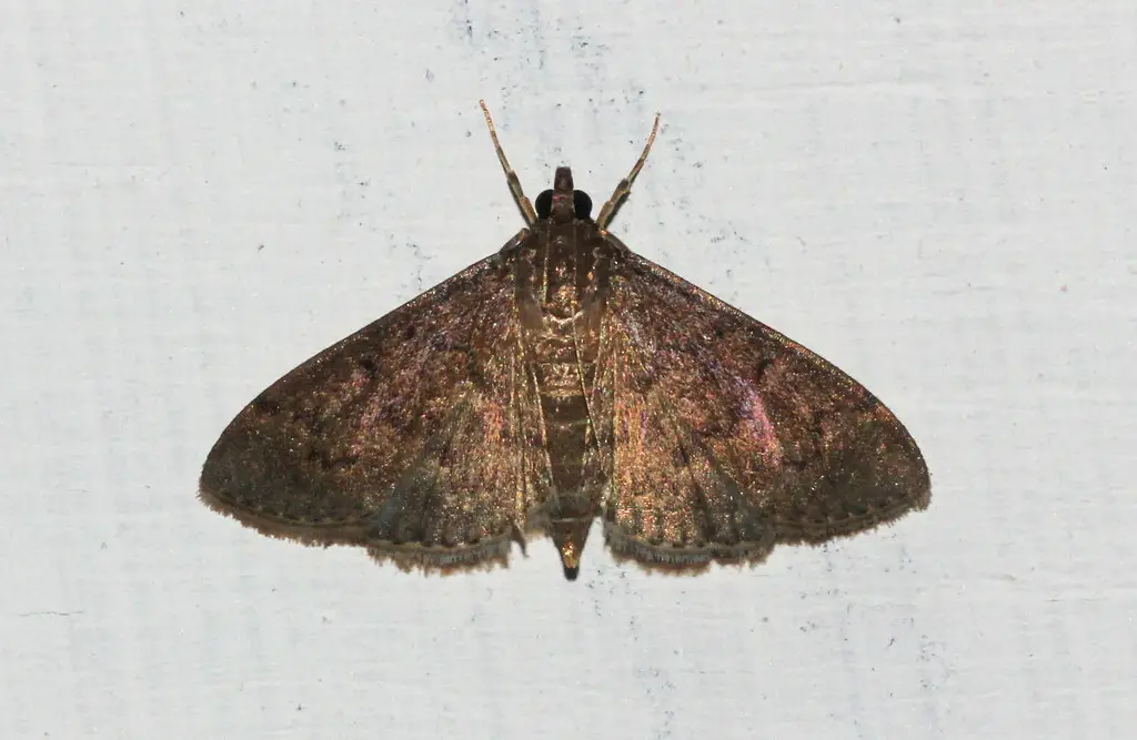 sod webworm moth