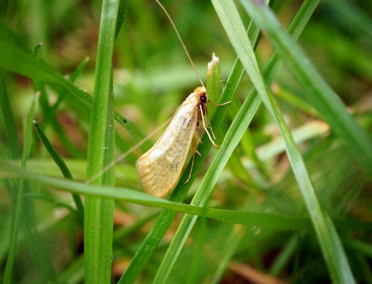 Sod Webworm Treatment | How To Get Rid Of Sod Webworms | Baton Rouge Sod