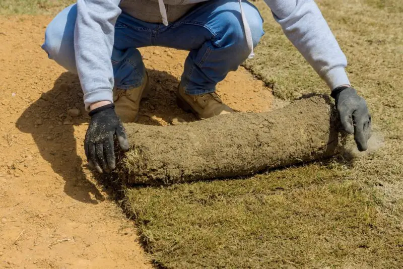 Can You Lay Sod in the Winter?