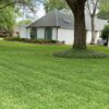 best grass for shade. shade tolerant grasses st. augustine grass and zoysia