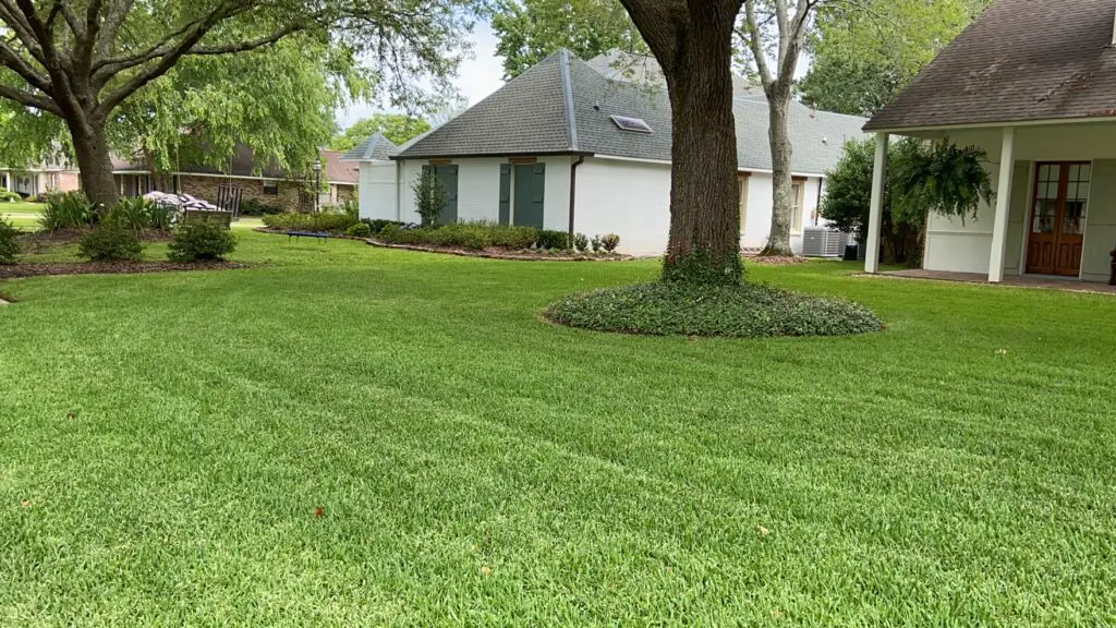 best grass for shade. shade tolerant grasses st. augustine grass and zoysia