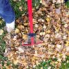 fall lawn care tips for autum