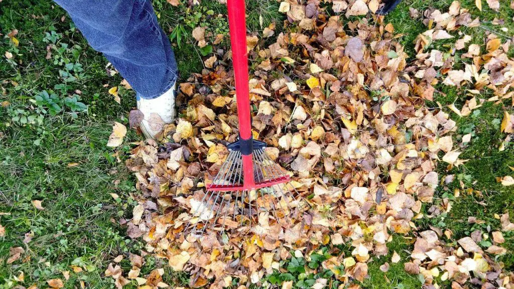 fall lawn care tips for autum
