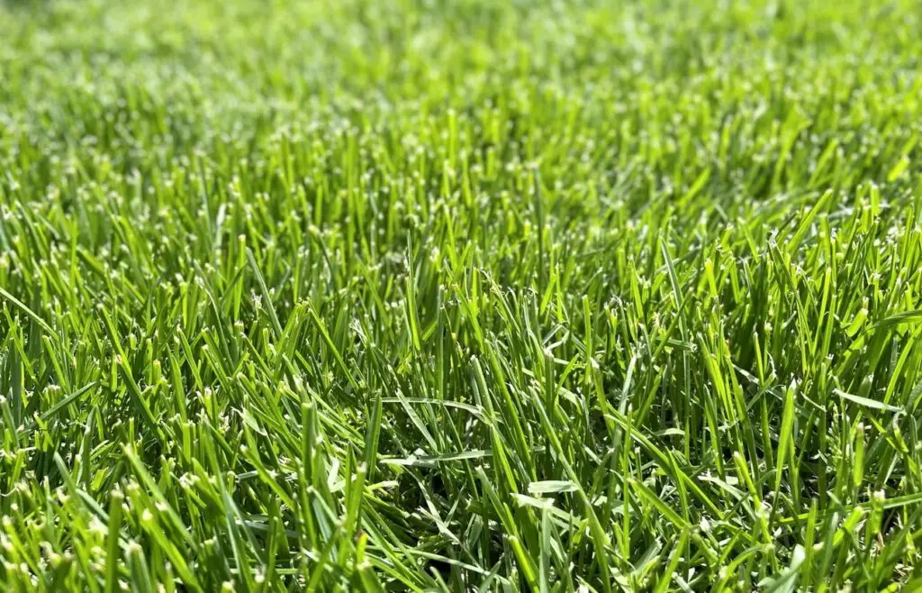fresh sod thick lush green turf grass lawn