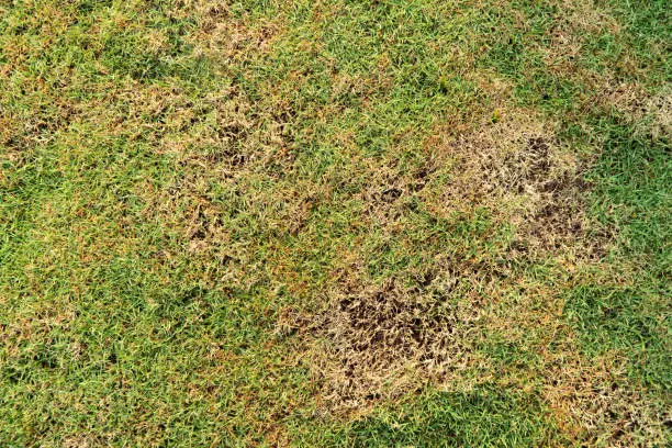 lawn grub and sod web worm damage in lawn turf grass