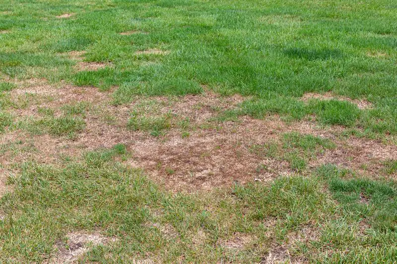 sod webworm damage in lawn turfgrass lawn grub damage with brown patch