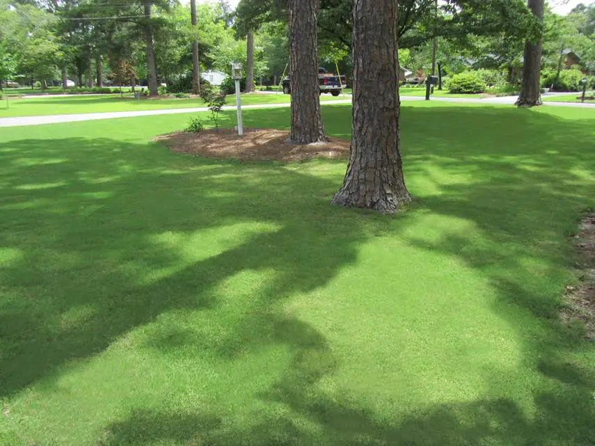 tiftuf bermuda grass in shade beneath trees