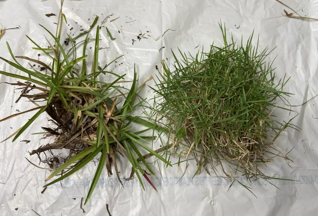 centipede grass vs bermuda grass identification picture