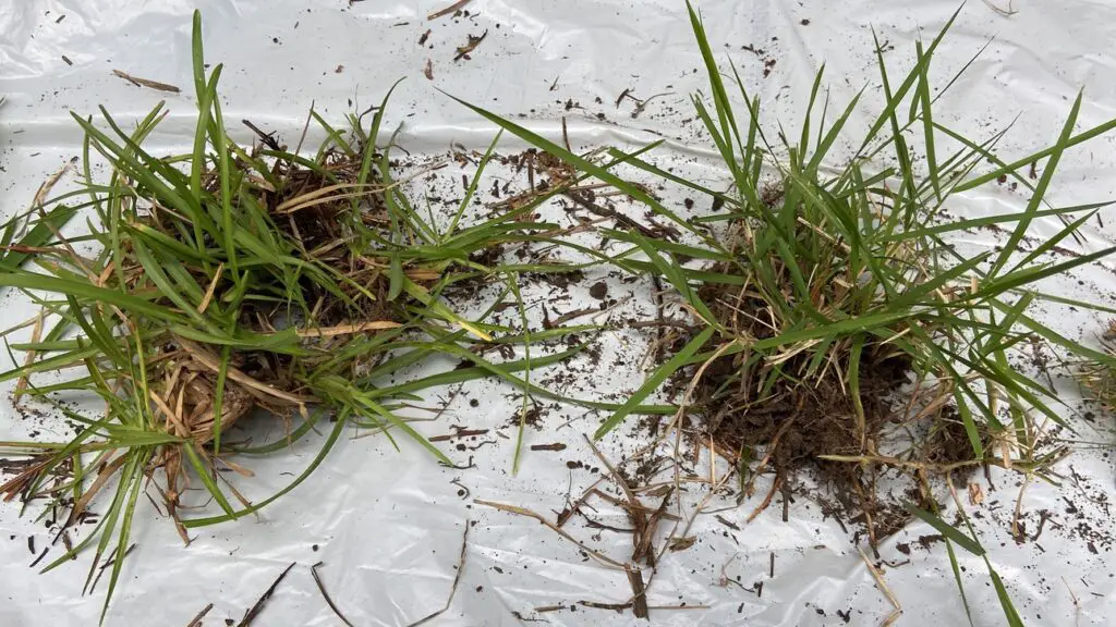 centipede grass vs zoysia grass picture
