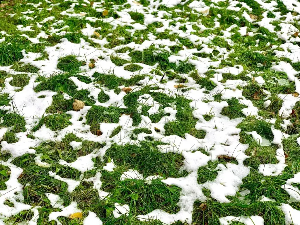 green turf grass lawn with snow in late autumn and winter