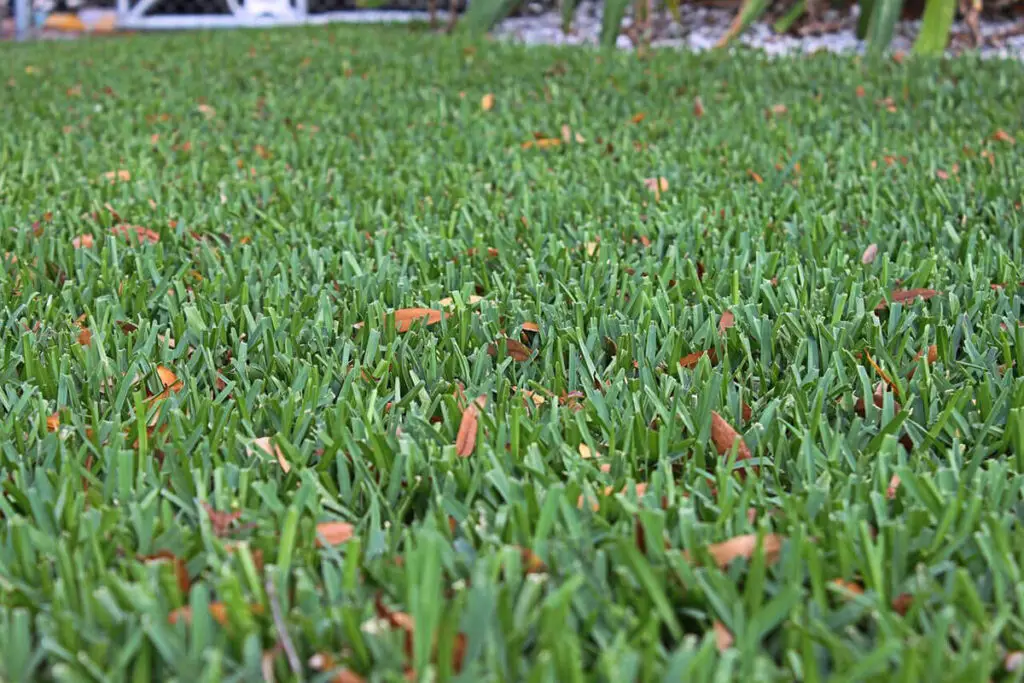 how to make st. augustine grass thicker and spread quicker