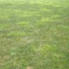 nutsedge identification and treatment - get rid of nutsedge in your lawn turf grass
