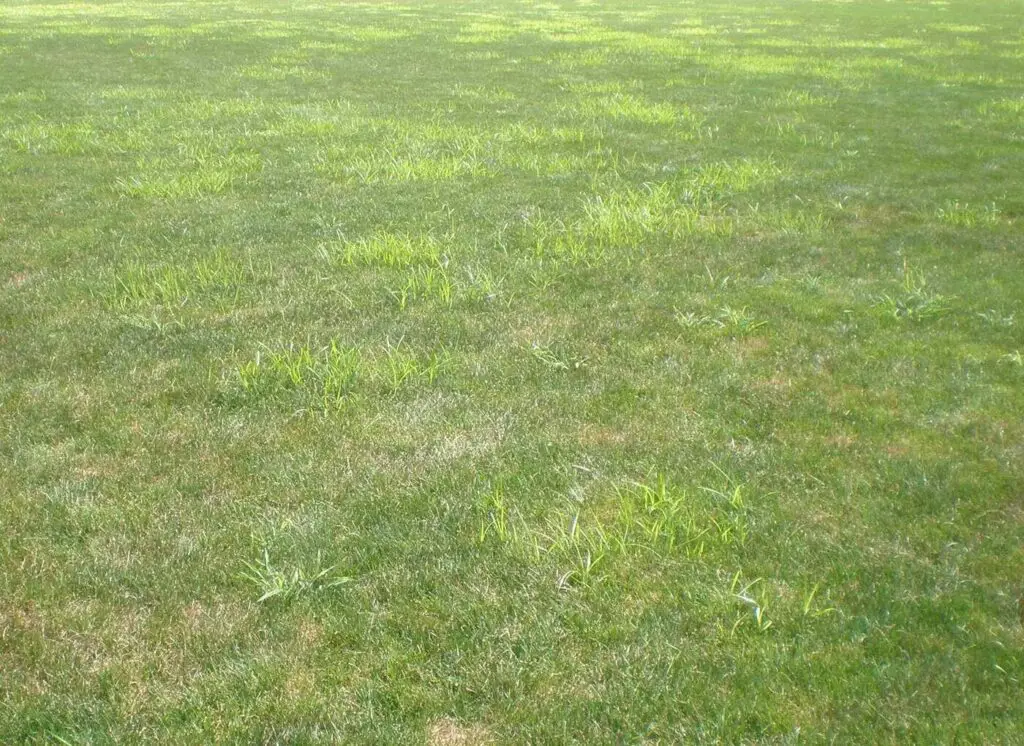 nutsedge identification and treatment - get rid of nutsedge in your lawn turf grass