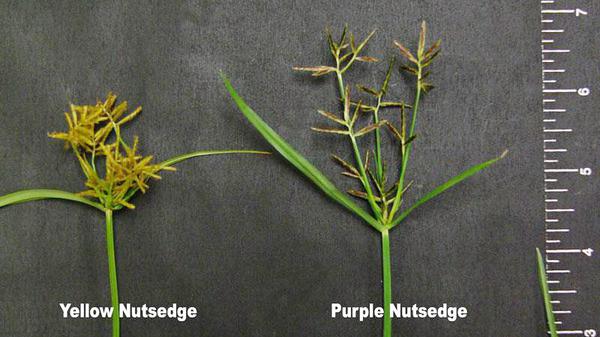 what's the difference between yellow nutsedge and purple nutsedge