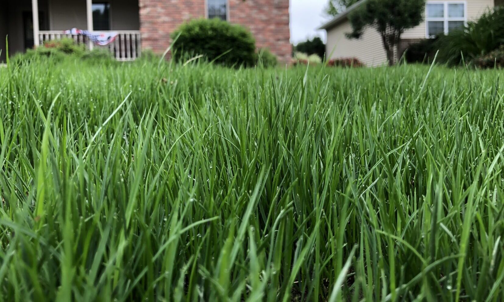 Kentucky Bluegrass Sod