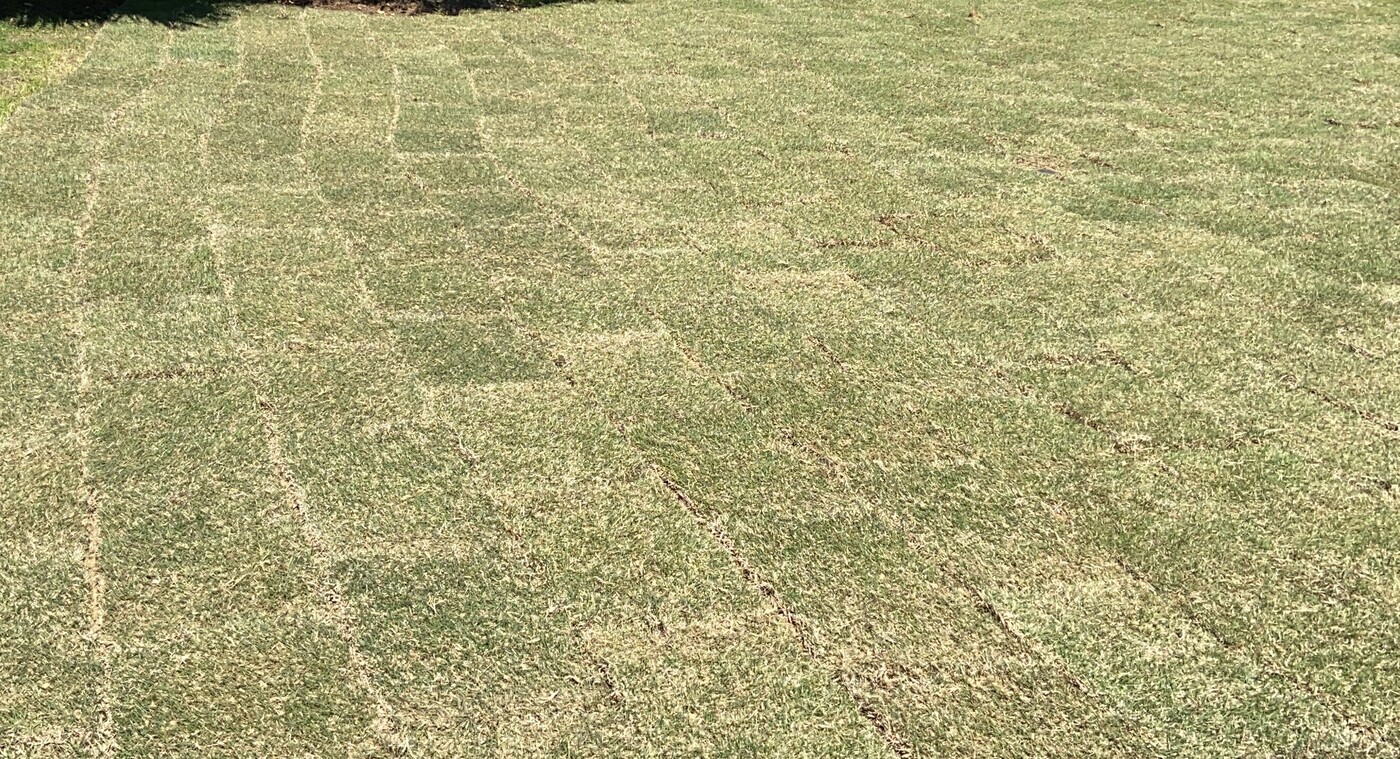 Why Is My New Sod Turning Brown?